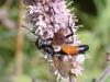 Cylindromyia sp.